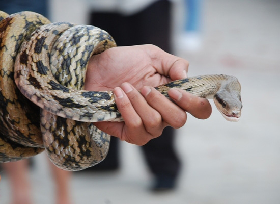 珠海防蛇