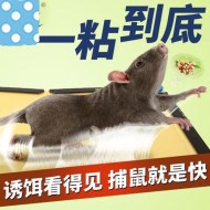 如何使用粘鼠板成功滅鼠？