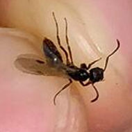 家里出現的帶翅膀的蟲子都是白蟻嗎？
